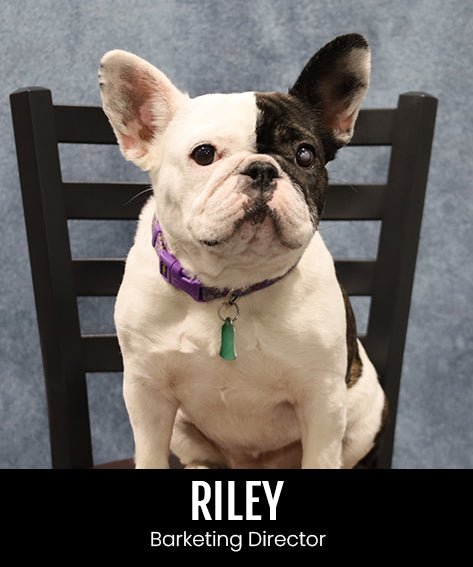 Barketing Manager Riley Dog